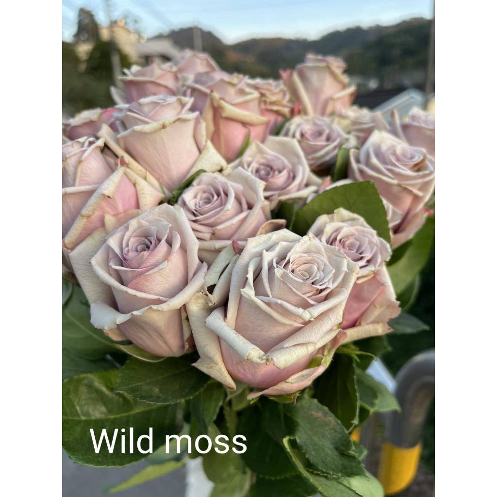 Wild moss 玫瑰 三吋花苗 | 蝦皮購物