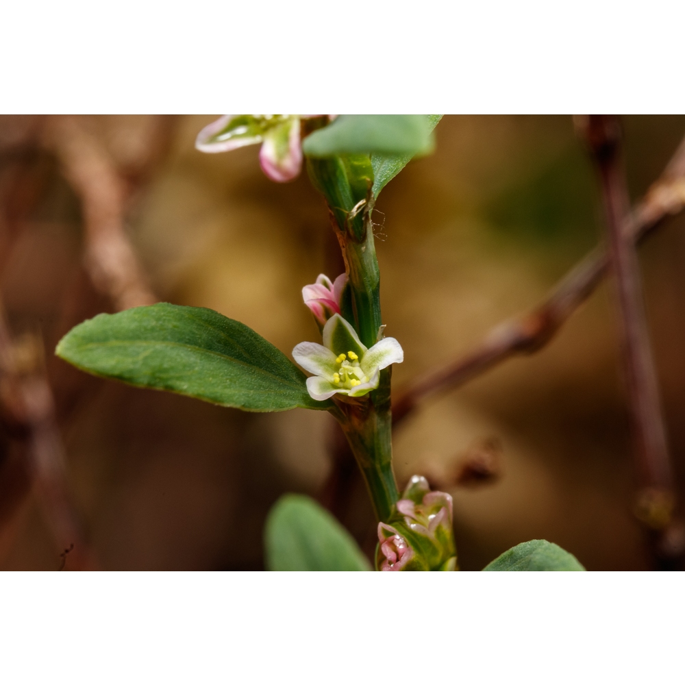 台灣原生種(多種蓼科盆栽) 扁蓄 虎杖 越南香菜 叻沙葉 香辣蓼 藥用植物 地被 | 蝦皮購物