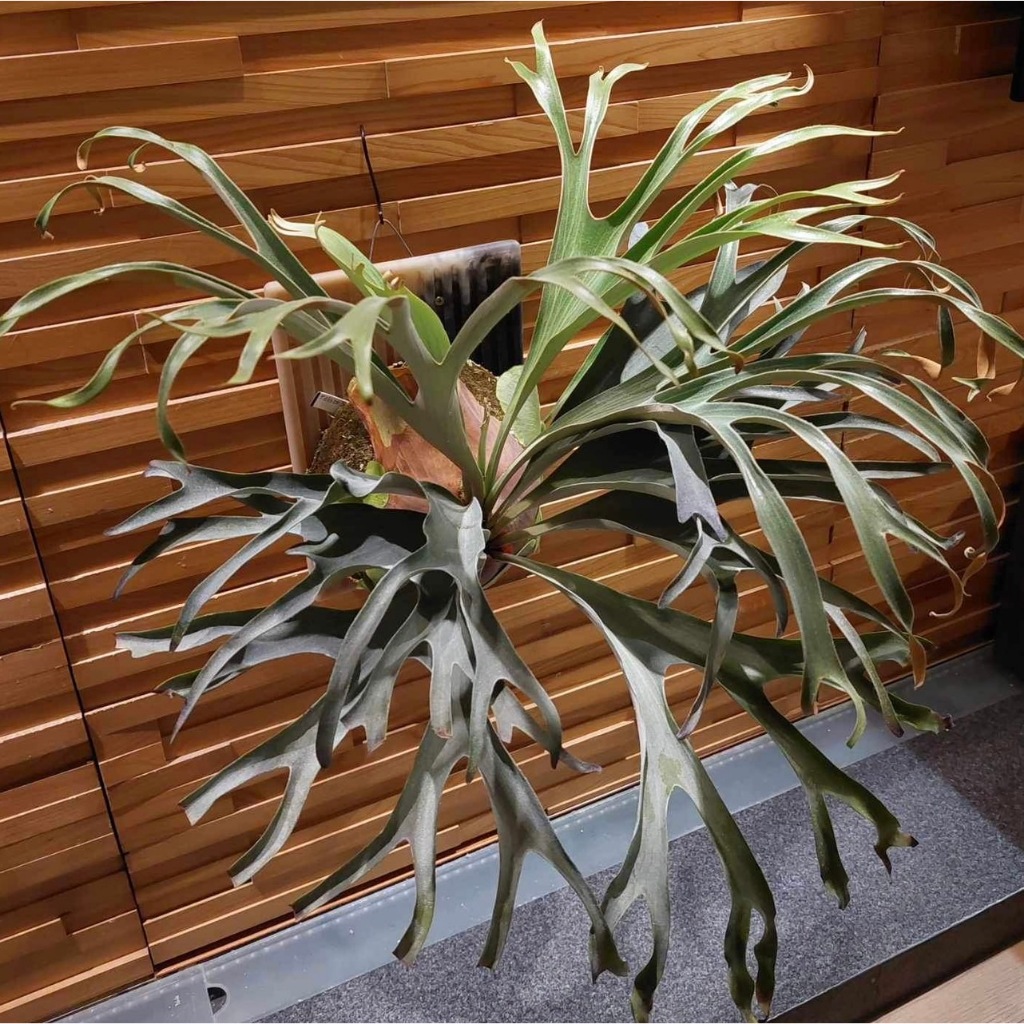 P. alcicorne cv.Gorgon - 観葉植物