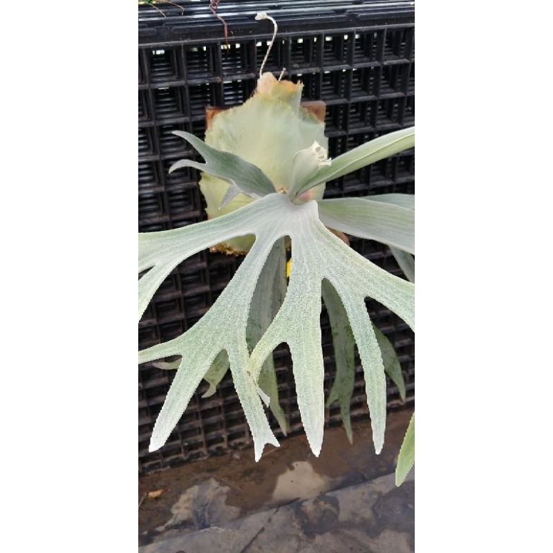 P.bifurcatum white spore 