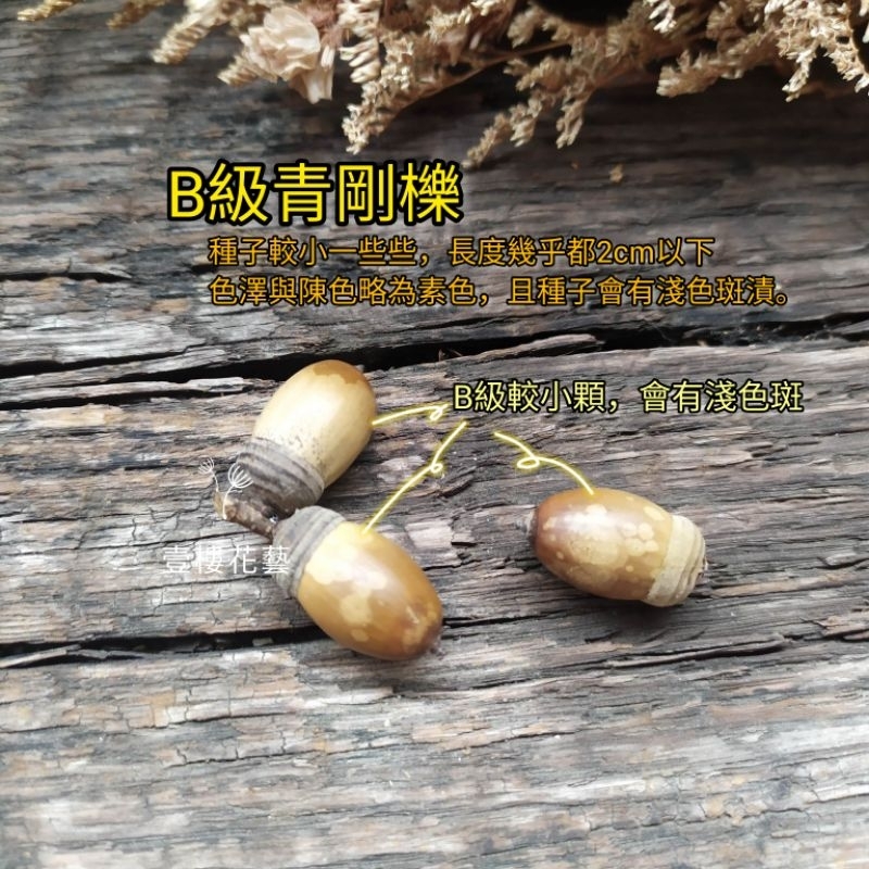 殼斗科舒瑪櫟(北美紅櫟娜塔櫟家族).麻櫟(似栓皮櫟).青剛櫟橡果橡實橡果子 櫟樹種子收藏收集聖誕乾燥藤圈花圈手作素材 | 蝦皮購物