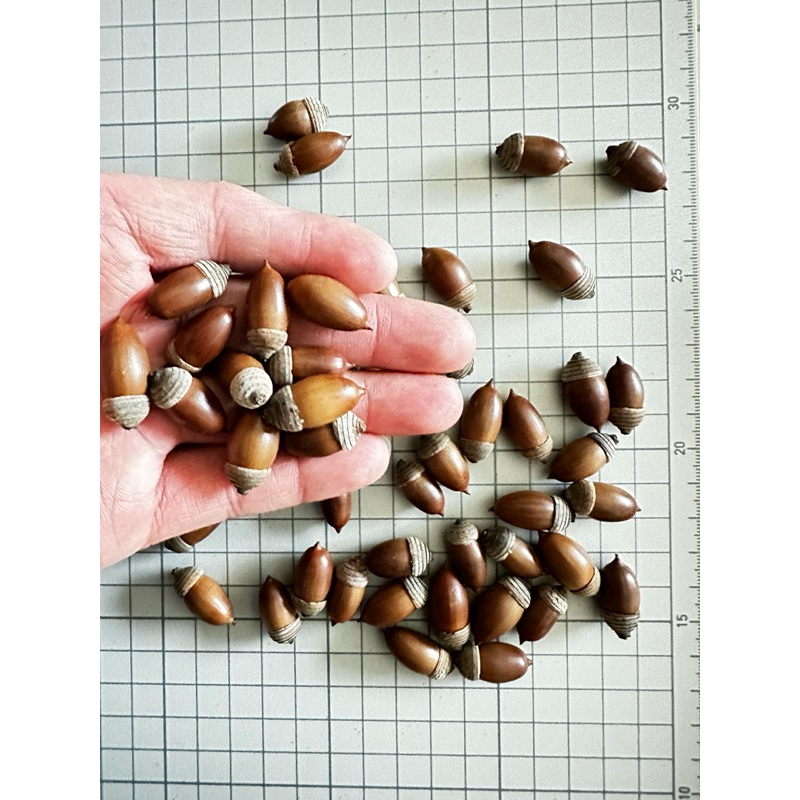青剛櫟（殼斗科）橡實 | 蝦皮購物