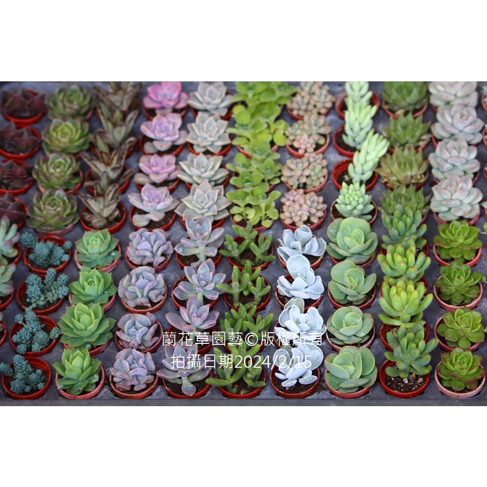 均價綜合賣場【1】1吋盆 多肉植物可挑選品種|蘭花草園藝
