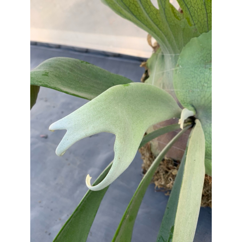 🌱愛客森🌱 P.Willinckii Dwarf Nook Spore 鹿角蕨| 蝦皮購物 🌱愛客森🌱 P.Willinckii Dwarf Nook Spore 鹿角蕨| 蝦皮購物