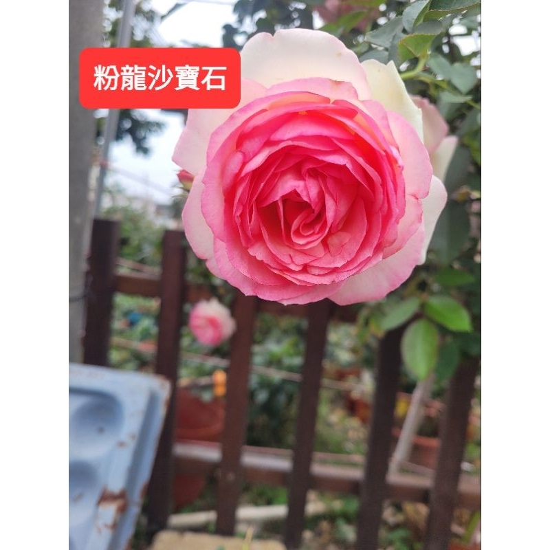 玫你不行玫瑰~粉龍沙寶石5吋盆~買五送一 | 蝦皮購物
