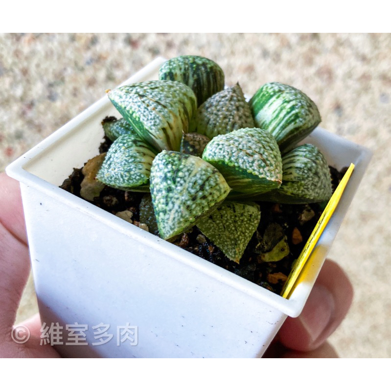 ハオルチア 白銀の露 極上斑 ハオルチア 白銀の露 極上斑