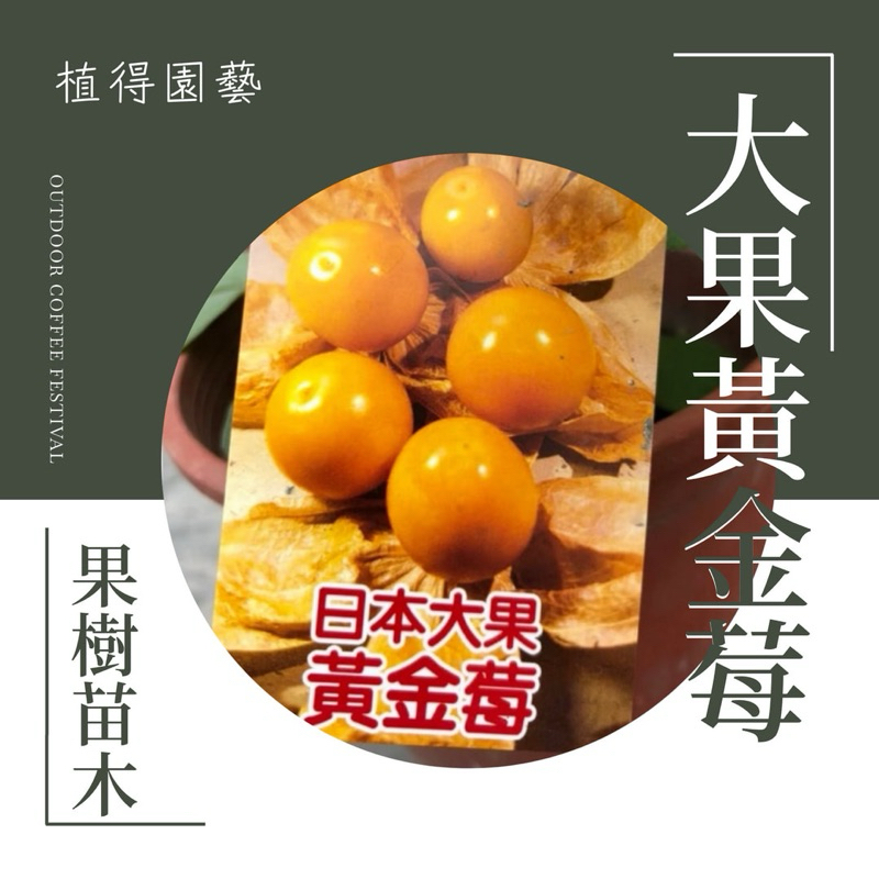 植得｜開花結果中🍒日本大果黃金莓·大果燈籠果｜果樹苗木 | 蝦皮購物