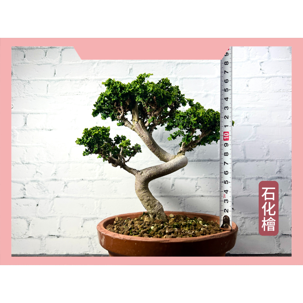 石化檜 石化ヒノキ 小品 盆栽 素材（石化ヒノキ盆栽 小品盆栽