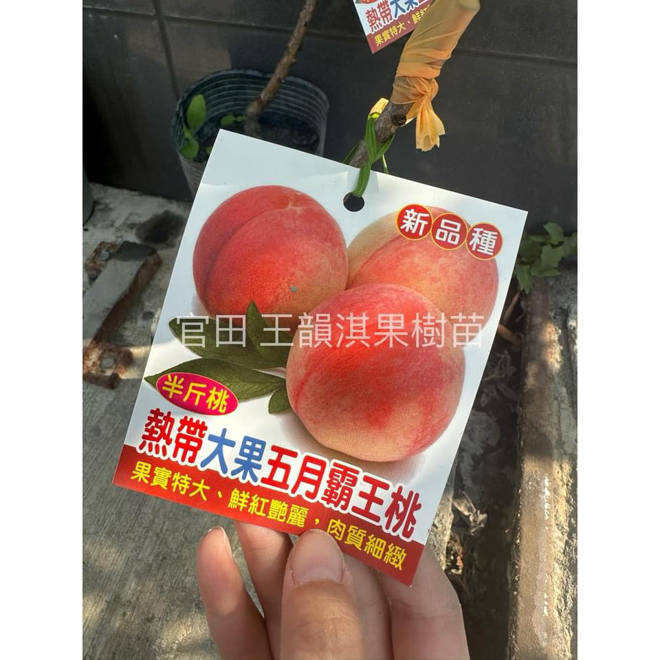 [農夫世家]熱帶水蜜桃嫁接苗🍑 平地種植 特大水蜜桃 紅玉 甜桃 蟠桃 豐香 鶯歌桃 黃金蜜桃 紅鈴 早生水蜜桃 果樹苗 | 蝦皮購物