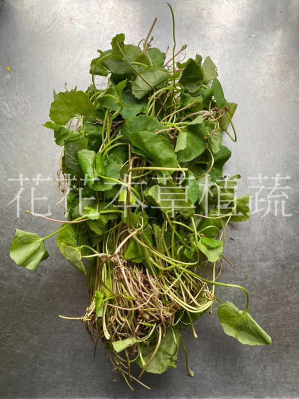 積雪草 新鮮 含殼草 雷公根 藥食同源 野菜 | 蝦皮購物