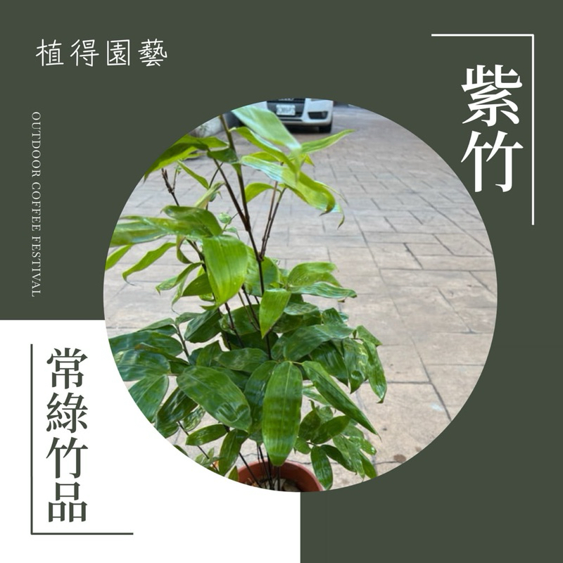 植得｜紫竹·黑竹｜多年生常綠竹品 | 蝦皮購物