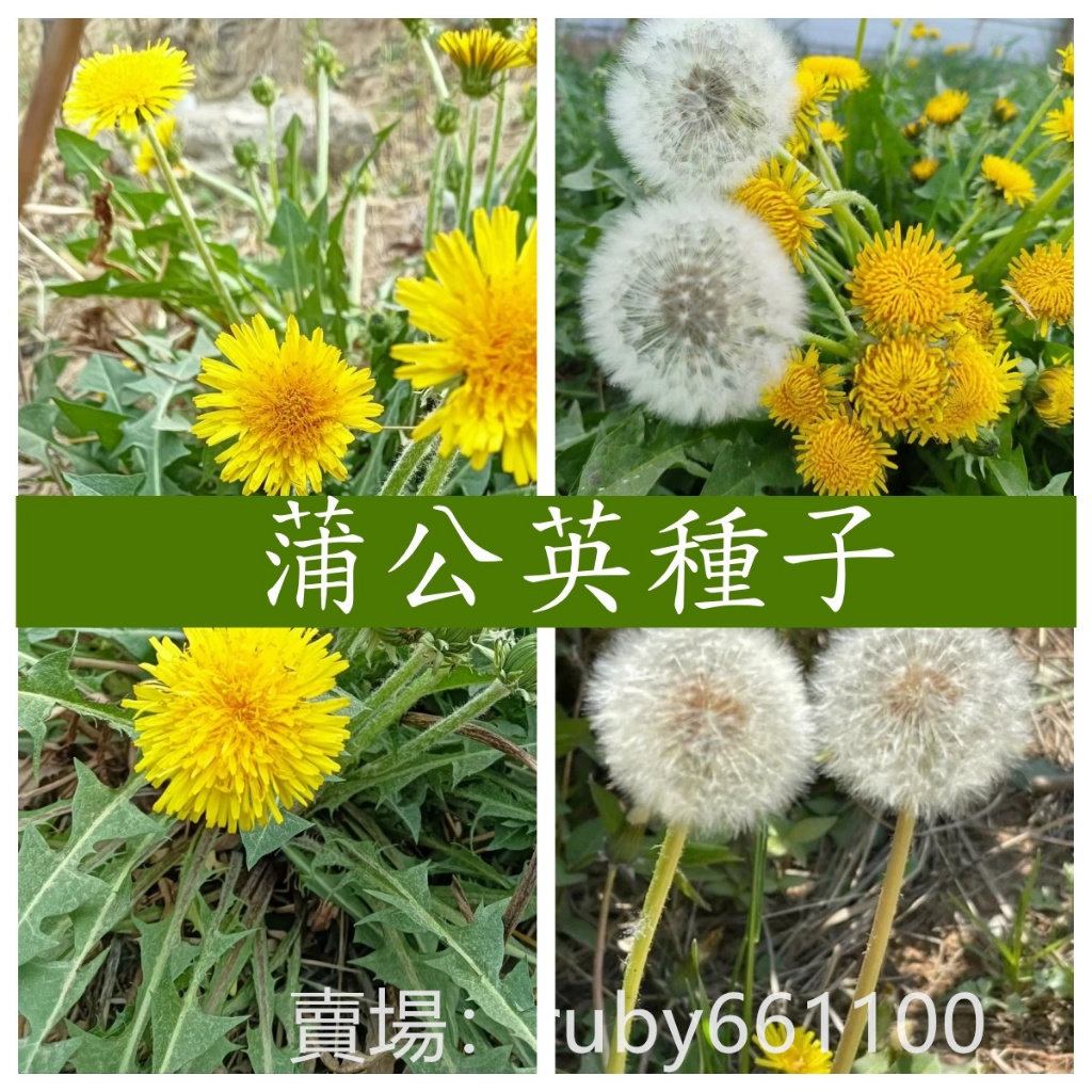🌵繁盛【蒲公英種子】四季種植超高芽率 可食用可做藥材 野菜種子 藥用種子 超高芽率 觀賞宿根花草 四季播種 | 蝦皮購物