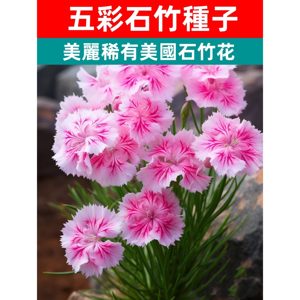 【CoCo園藝】美國石竹花種子（五彩石竹種子）常夏石竹歐石竹稀有品種庭院陽台花壇盆栽地栽觀賞花海種子新手易種 | 蝦皮購物