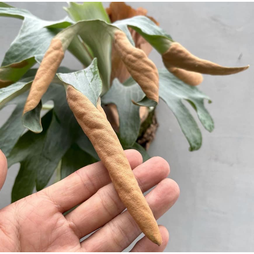 神獸的產地P. Shanka 培育家Vandaka_Plants 白法螺鹿角蕨已播孢盆孢子