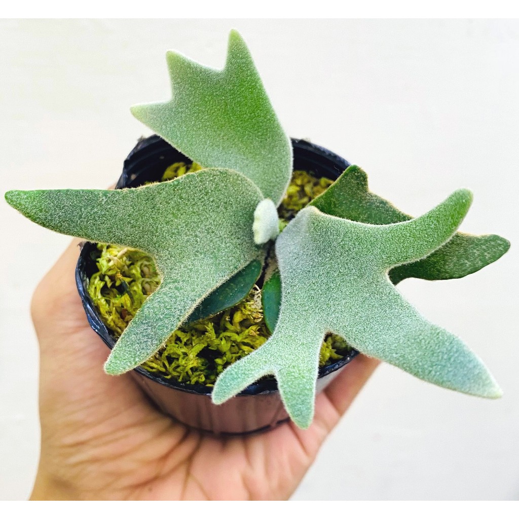 侏儒爪哇-玉女鹿角蕨P. willinckii 'Jade Girl' sporeling 鹿角 侏儒爪哇-玉女鹿角蕨P. willinckii 'Jade Girl' sporeling 鹿角