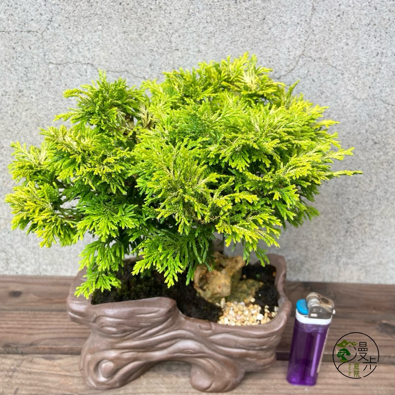 漫步庭院】黃金姬檜·小品盆栽|植栽|盆景| 蝦皮購物 漫步庭院】黃金姬檜·小品盆栽|植栽|盆景| 蝦皮購物