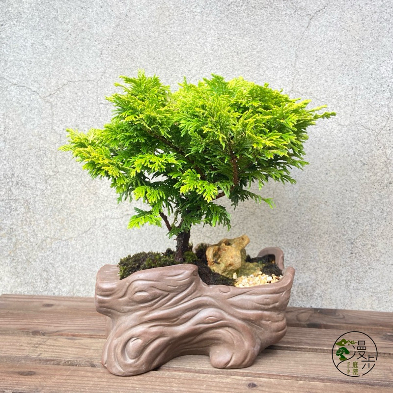 漫步庭院】黃金姬檜·小品盆栽|植栽|盆景| 蝦皮購物 漫步庭院】黃金姬檜·小品盆栽|植栽|盆景| 蝦皮購物