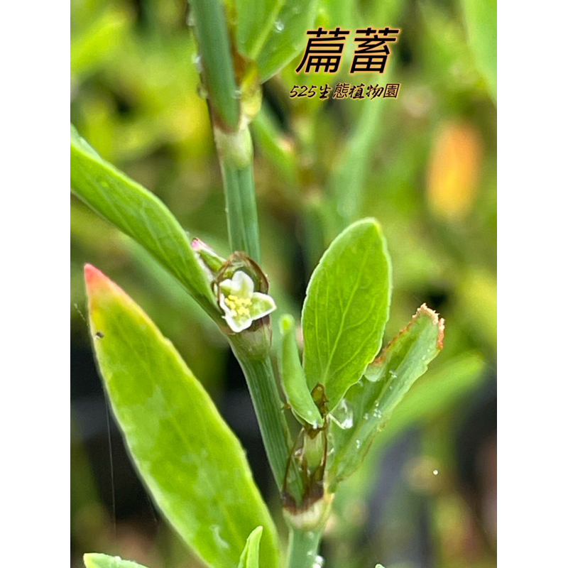 『525生態植物園』萹蓄（扁蓄，萹竹，道生草，地蓼，野鐵掃把）中藥或藥用植物 | 蝦皮購物
