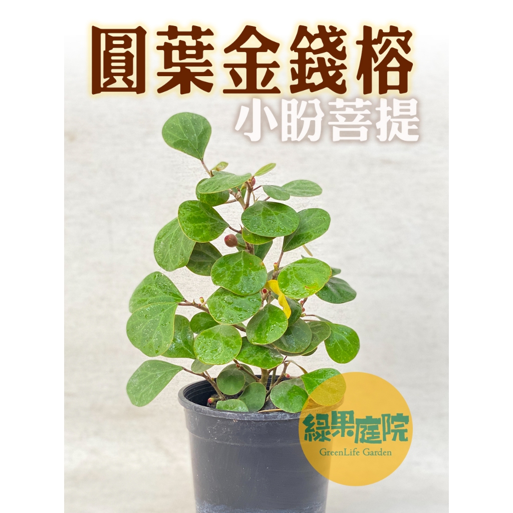 綠果庭院-花卉苗木 圓葉金錢榕 小盼菩提 Ficus diversifolia 金背異葉圓葉榕 葉背金黃超耐陰 | 蝦皮購物
