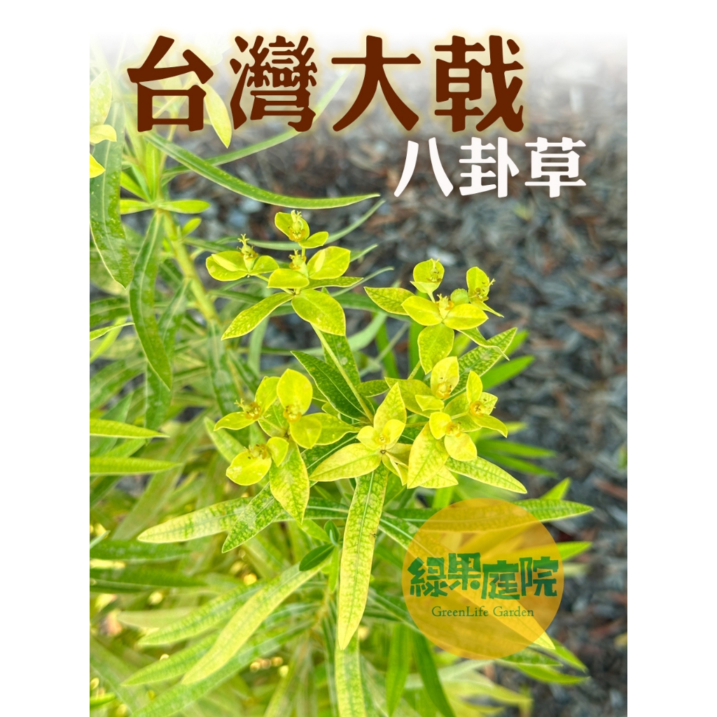 綠果庭院-大戟-台灣大戟 大甲大戟 臺灣大戟、八卦草、五虎下山、藥虎草 原生植物 大戟科 仙人掌 多肉植物 塊根莖 | 蝦皮購物