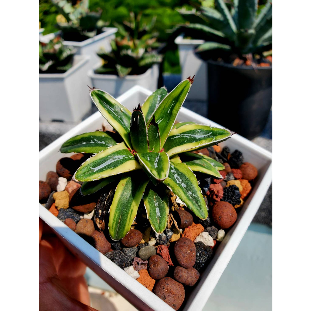 お買い得モデル Agave Agave Titanota titanota 雷雪 n N plants産