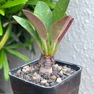 Euphorbia Ramena象鼻大戟｜大戟｜棒槌｜塊根｜爬蟲｜潮盆｜多肉｜植物｜觀葉｜嚴龍｜種子｜仙人掌｜禾立家