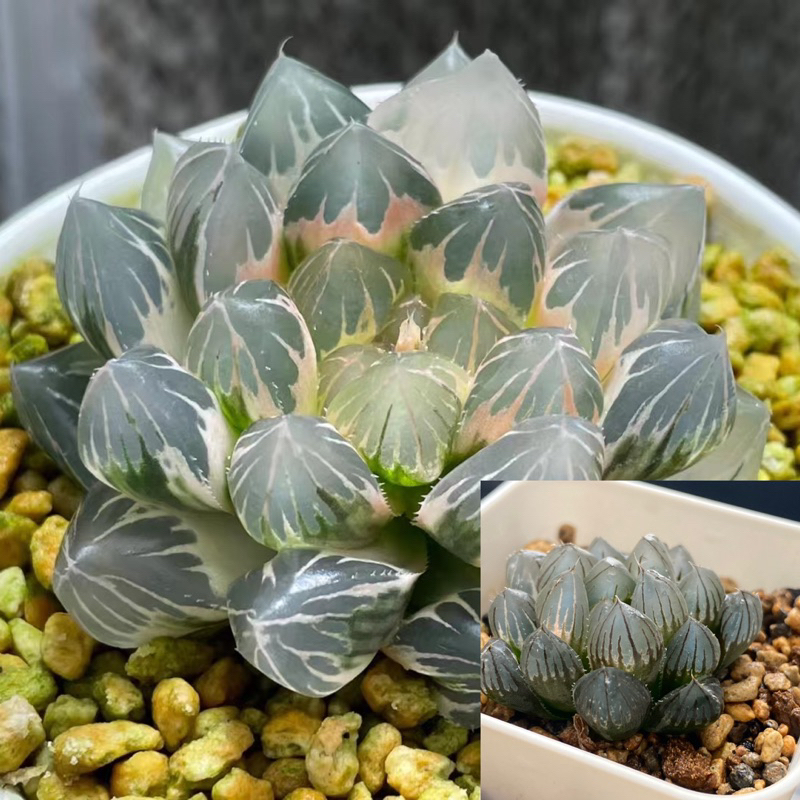 Haworthia ハオルチア 百合科 多肉植物 玉露錦 ｜霓虹燈/OH/毛玉露錦/赤斑/茵夢湖…多種類玉露錦