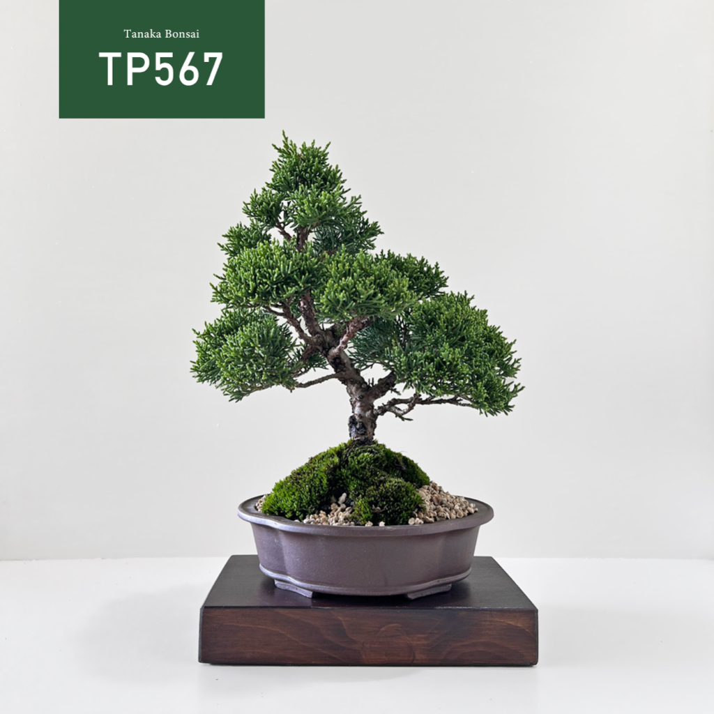 Tanaka Bonsai】TP567 紀州真柏/鐵柏盆景(不含木墊片）| 松柏盆栽