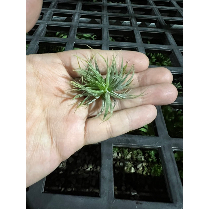 空氣鳳梨綴化小精靈Tillandsia ionantha monstrose | 蝦皮購物