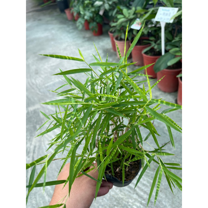 初花農場|各種竹子|虎斑風竹、麥穗竹 、崗姬竹、姬竹、都江堰方竹、斑葉錐子竹、鳳凰竹、澳洲風竹|觀葉植物|全日照 | 蝦皮購物