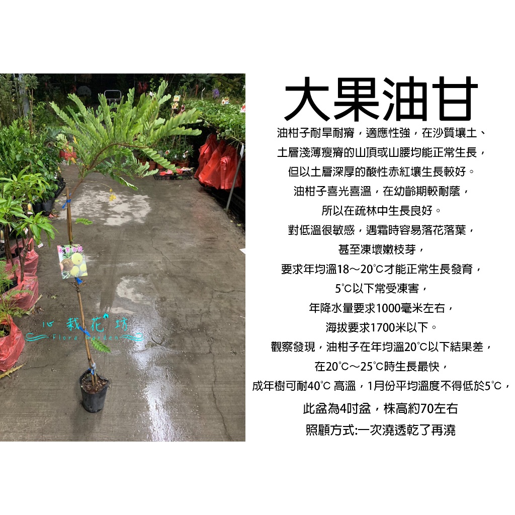 心栽花坊-大果油甘/超取會折損/油柑/4吋/水果苗/油甘品種/ …