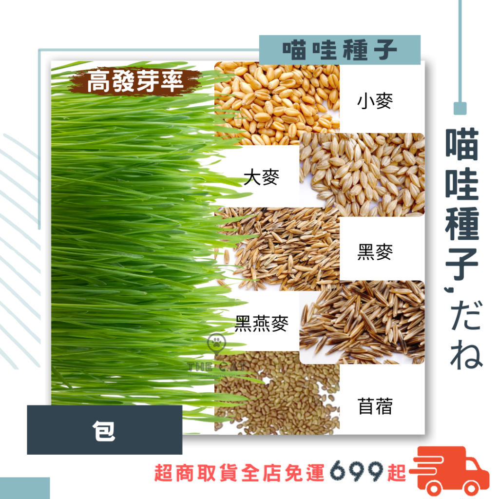 【喵哇種子】 貓草種子 小麥種子 大麥 黑麥 燕麥 貓草 小麥草 大麥種子 吐毛球 黑燕麥 黑麥種子 小麥 麥草 種子 | 蝦皮購物