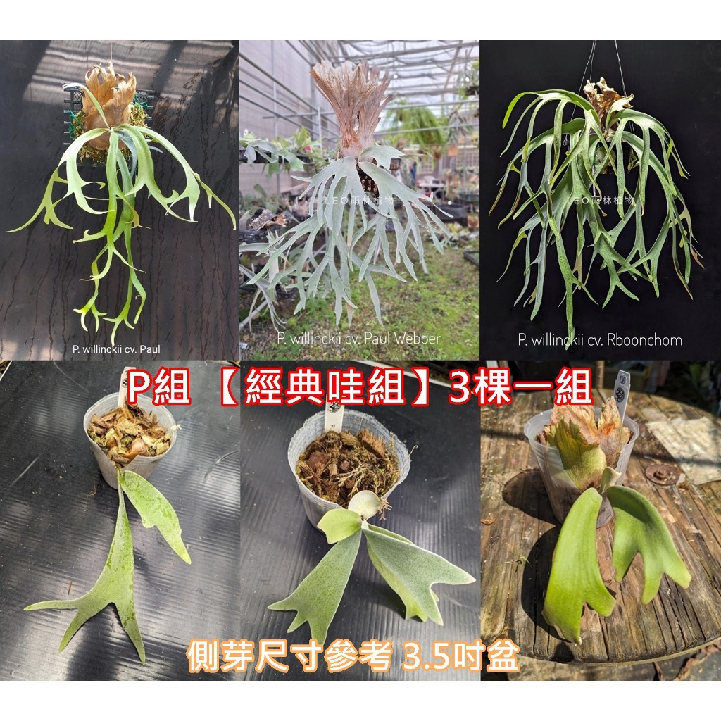 P. willinckii cv. Sri Blue (pup) 22/8/4（ラミー サファリ 旧  