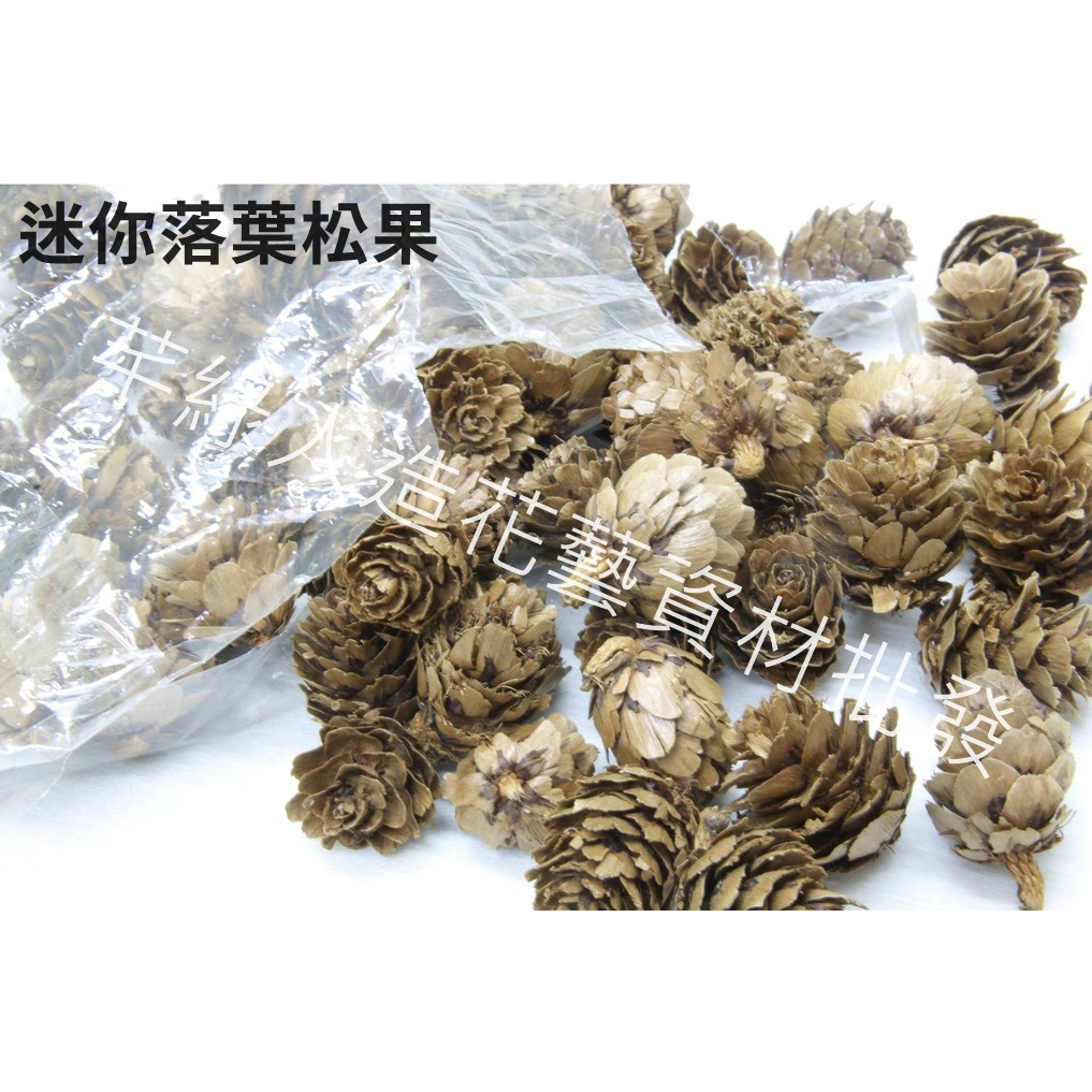 【芊綠人造花藝資材批發】迷你銅板-純天然乾燥 原色 落葉松 松果 松枝 松樹果 毯果 橡實果 乾燥花 聖誕花圈 拍攝布置 | 蝦皮購物