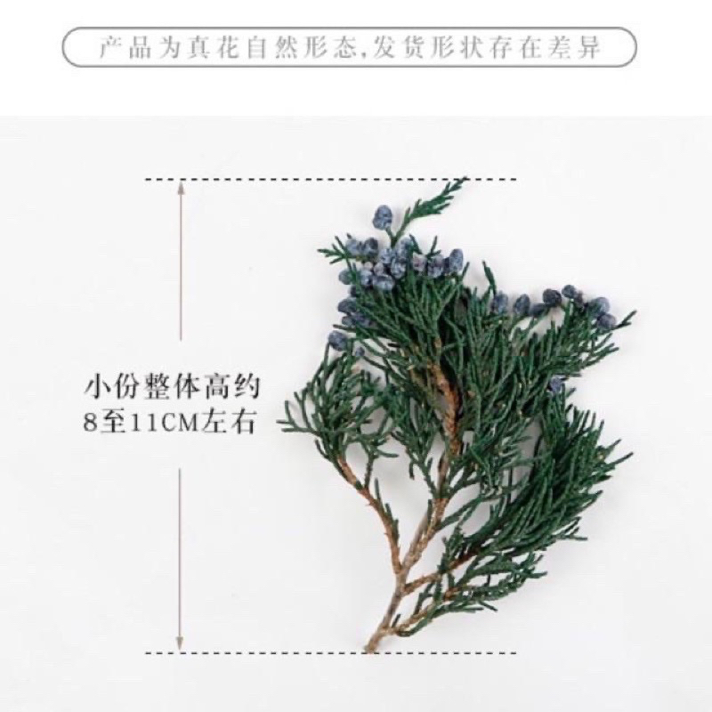 綜合綠葉永生DIY配材系列 綿密感聖誕樹 雪松 帶果扁柏 杜松 松枝 白雪覆蓋 芳療新寵兒 帶果扁柏葉 耶誕藤圈花圈花環 | 蝦皮購物
