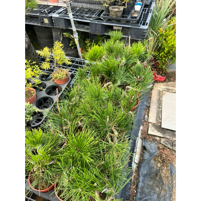 鐵柏紀州真柏3.5吋盆新品上架中| 蝦皮購物