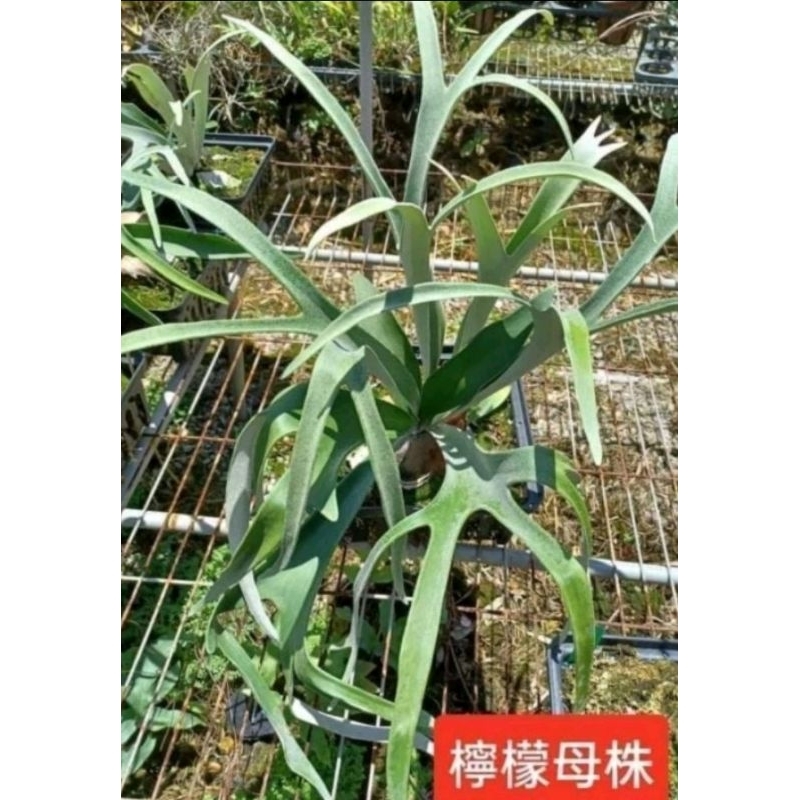 蘭蕨雨林】Platycerium veitchii cv lemoinei，檸檬鹿角蕨，2.5吋盆