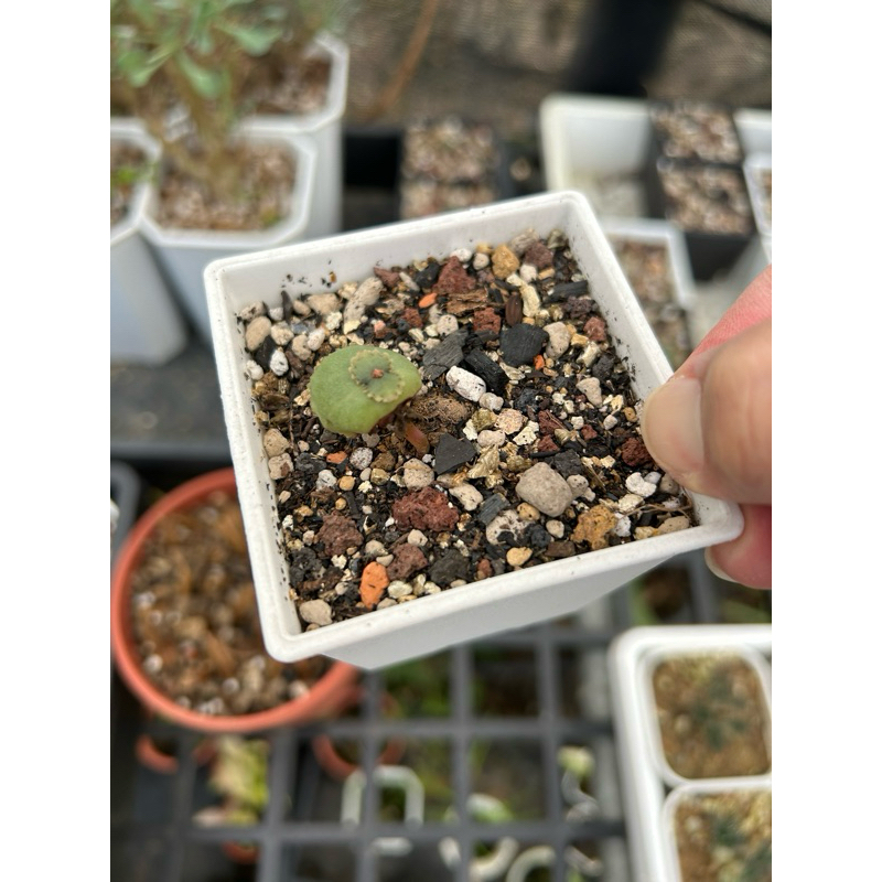 Crassula umbella 