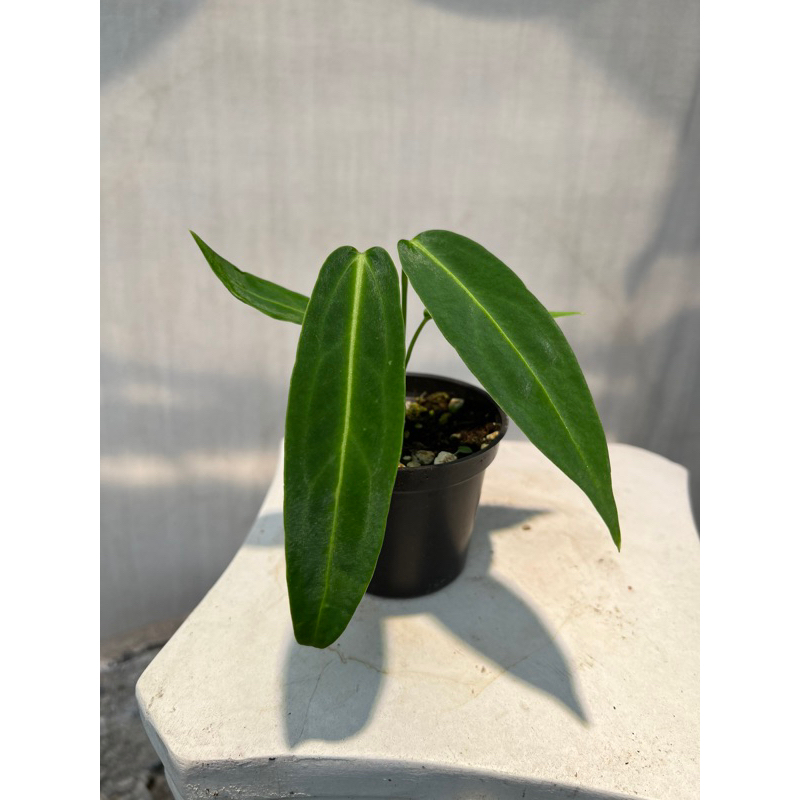 火鶴后實生苗 黑窄后Anthurium warocqueanum 觀葉植物 網紅植物「蕨醒之路」 | 蝦皮購物