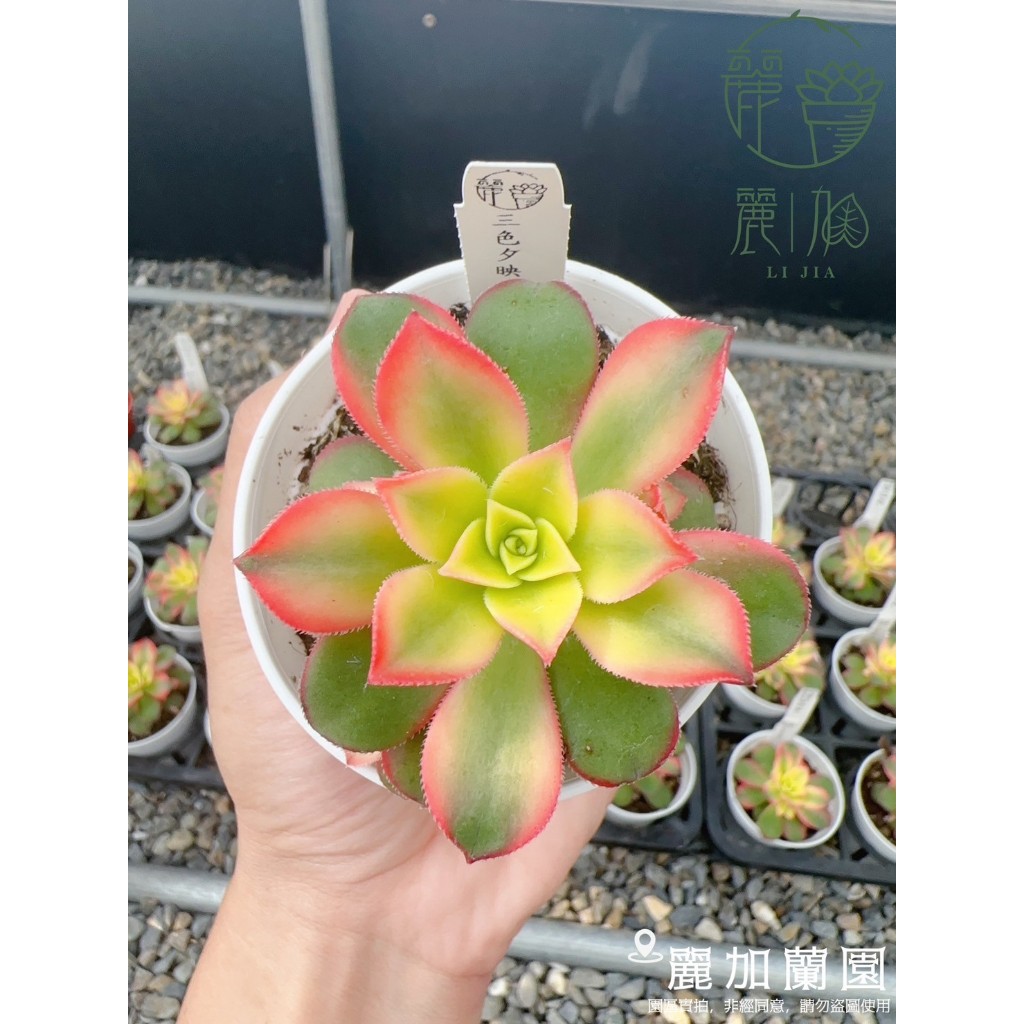 麗加-三色夕映-多肉植物-法師系列-艷日輝清盛錦-缺貨超久~最近農場剛有