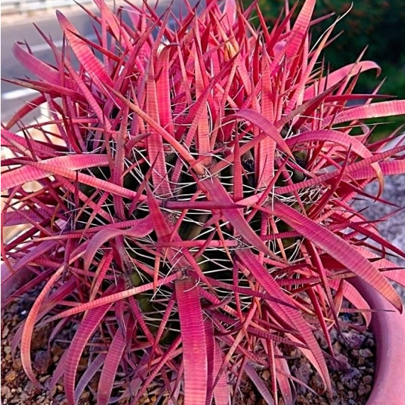神仙玉 🌵高橋玉🌵實生神仙玉｜仙人掌多肉植物強刺球刈穗玉療癒植物成株刺超美