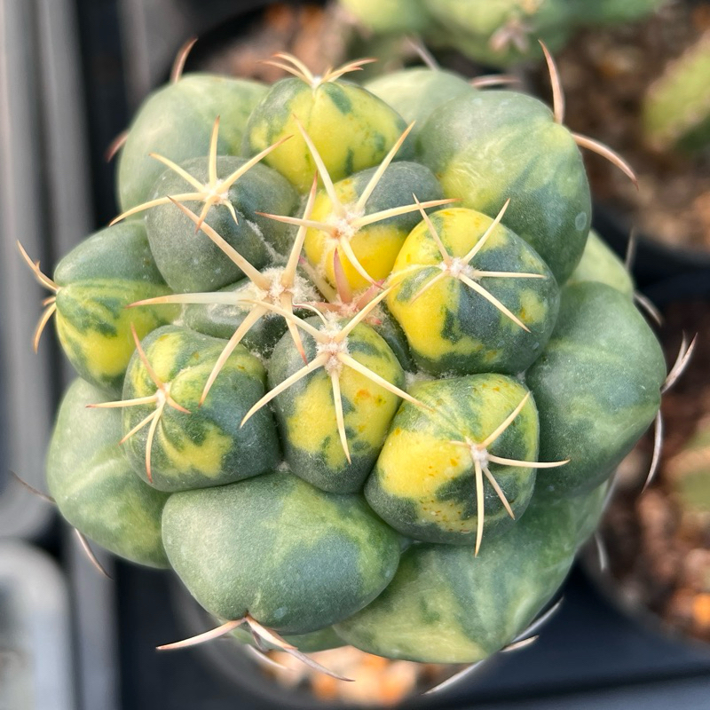 ☀️小陽光仙人掌☀️象牙丸錦多肉植物療癒小物| 蝦皮購物