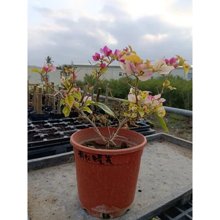 彩虹蝶花 5吋盆