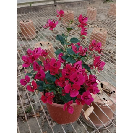 印度美人 5吋盆