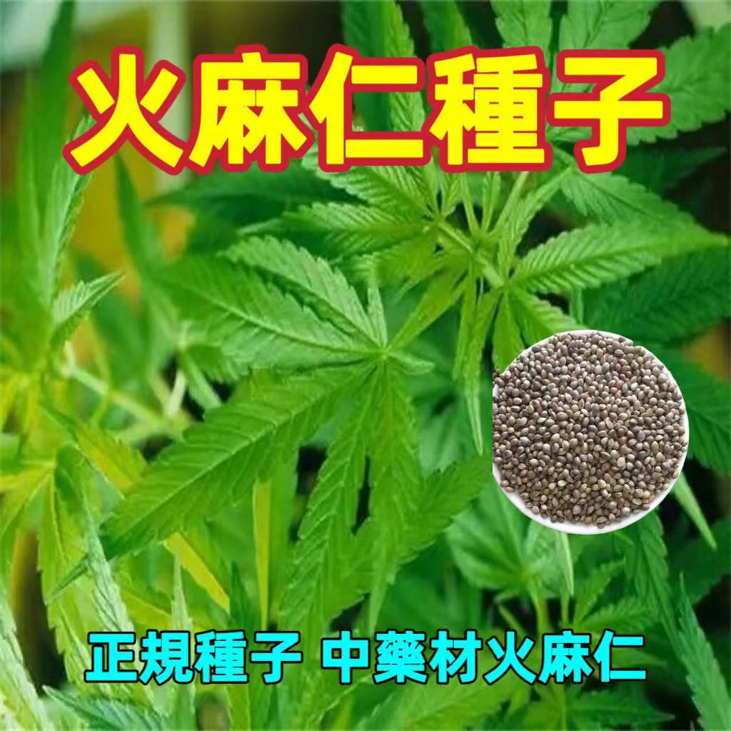 🔥🔥火麻仁種子 火麻子種子 中藥材火麻仁 四季播種 易種易活 普通種子 新竹 免運 收據發票 | 蝦皮購物