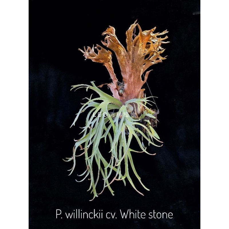 P. willinckii cv. White stone 白石頭鹿角蕨| 蝦皮購物