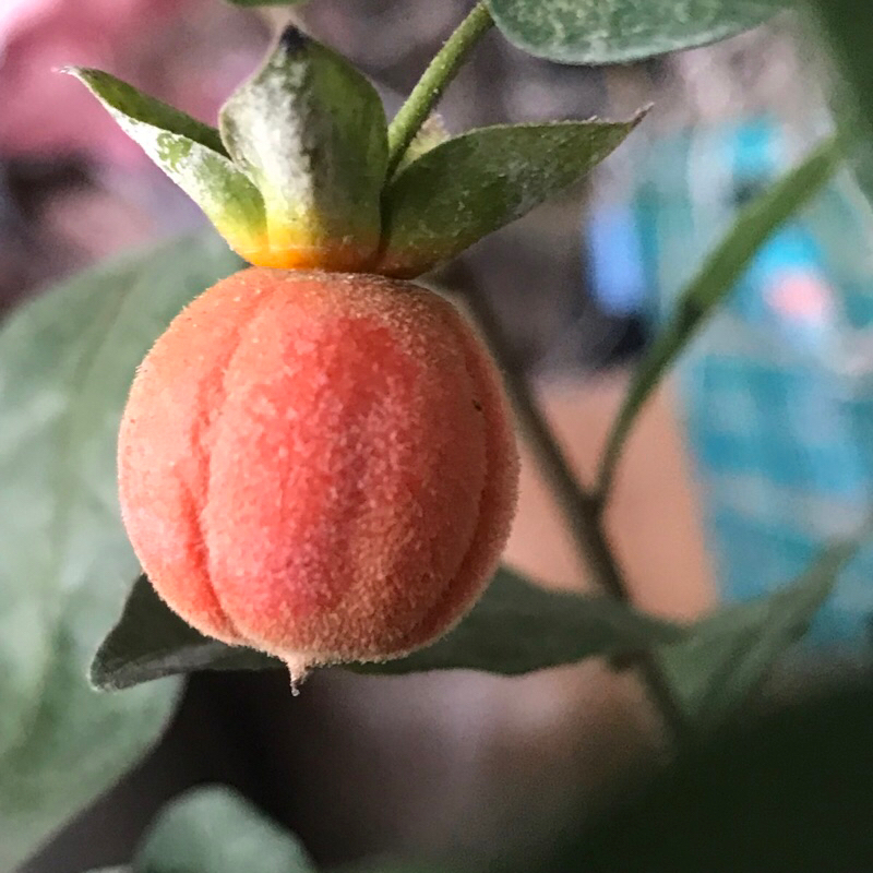 常盤柿- 優惠推薦- 2026年7月| 蝦皮購物台灣
