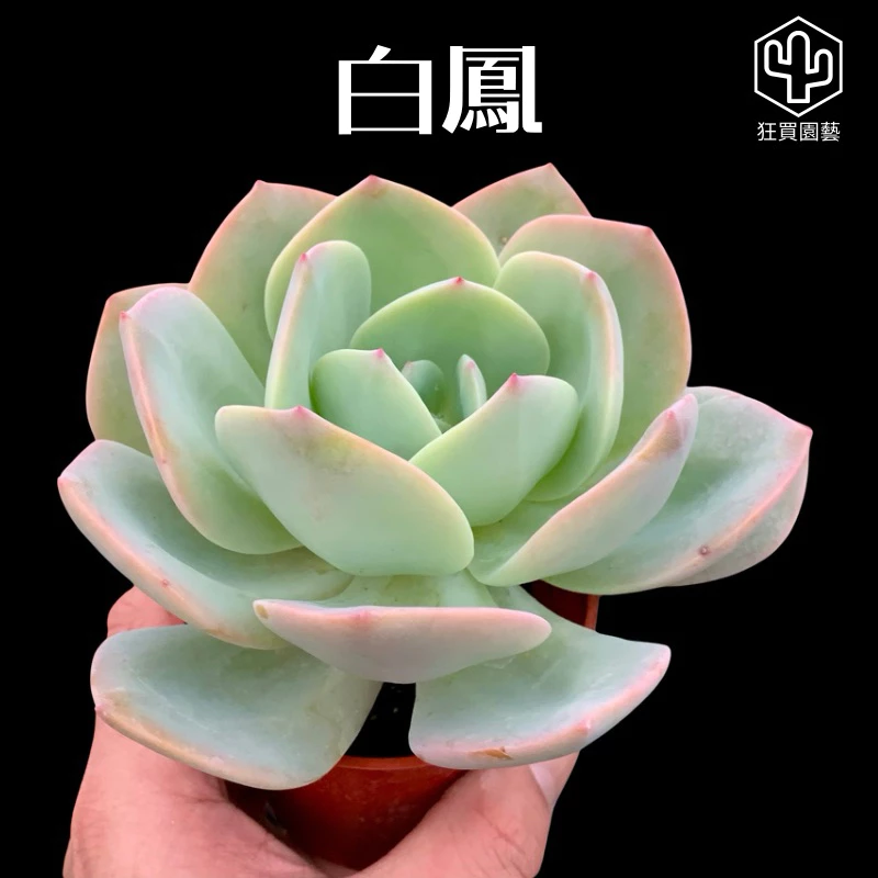 8款多肉植物好養的品種，新手也能養出漂亮盆栽！ - 下班種多肉