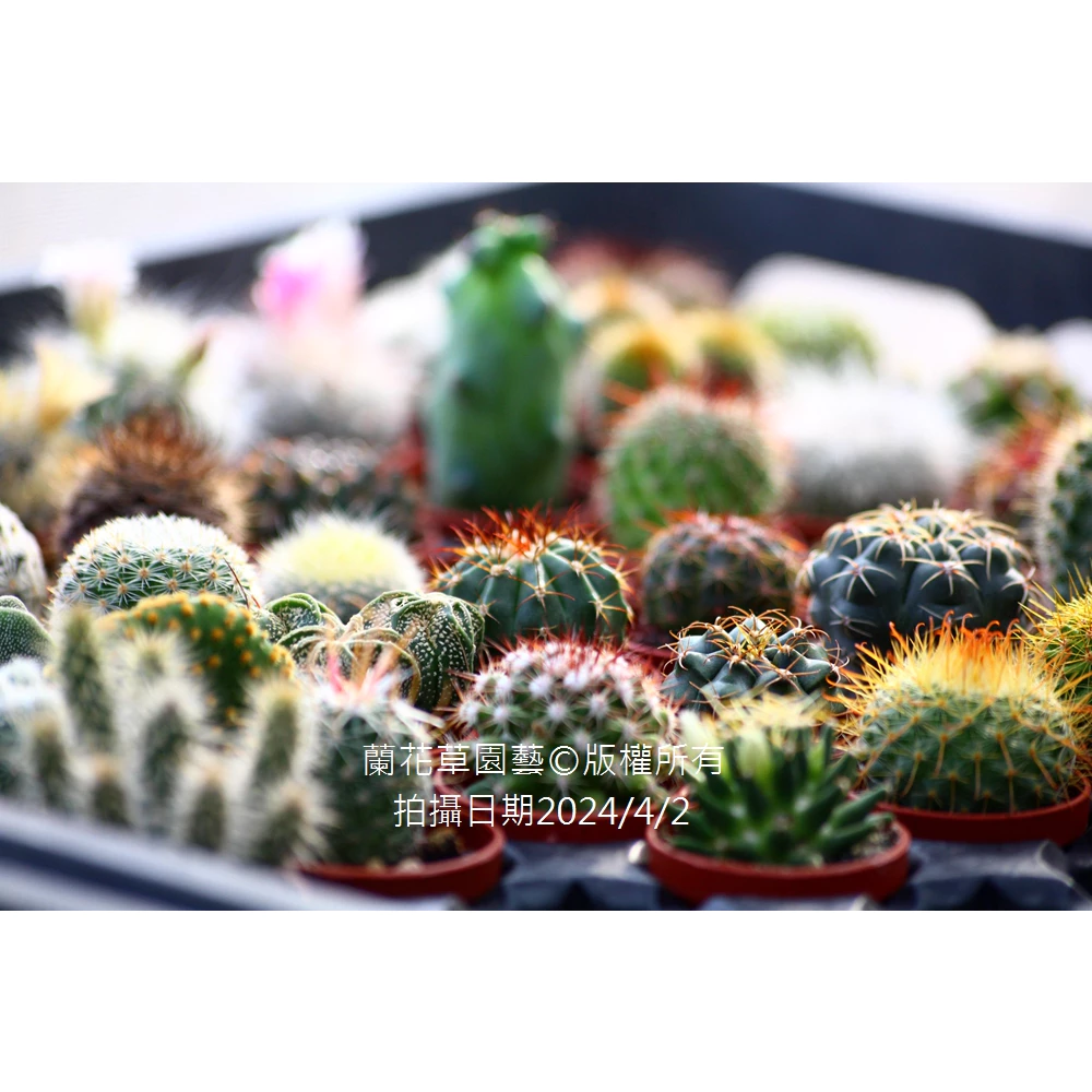 ❰單品仙人掌❱【超可愛仙人掌綜合挑選區】|仙人掌多肉植物1吋盆 | 蘭花草園藝