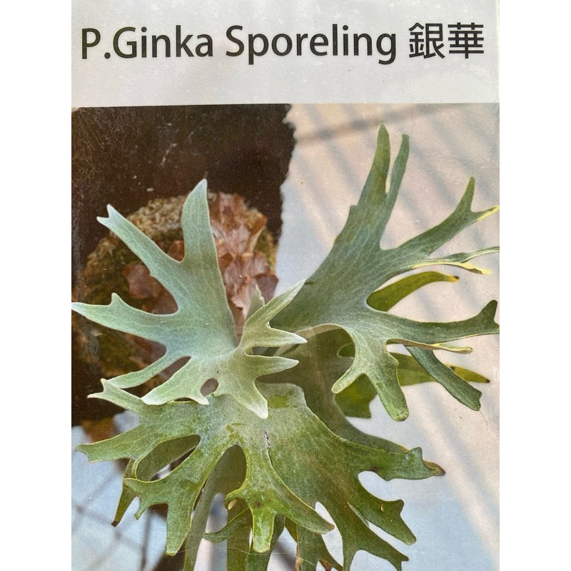 FSQ 銀華 Ginka sporeling② ビカクシダ